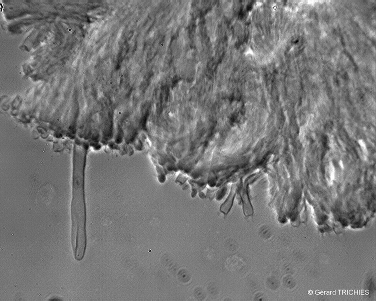phlebia